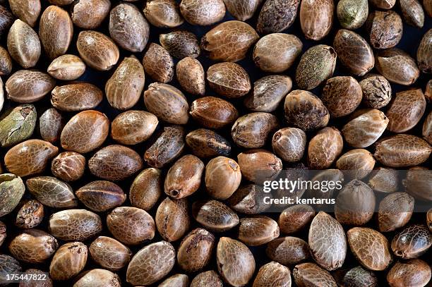 hemp seed background - kentarus stock pictures, royalty-free photos & images