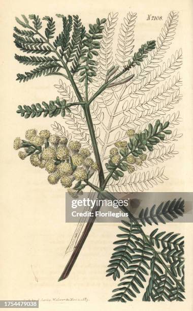 Two-spiked acacia, Acacia lophantha. Handcoloured copperplate engraving drawn by John Curtis and engraved by Weddell from 'Curtis's Botanical...