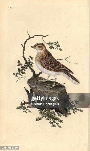 Woodlark, Lullula arborea. Handcoloured copperplate drawn and engraved by Edward Donovan from his own 'Natural History of British Birds,' London,...