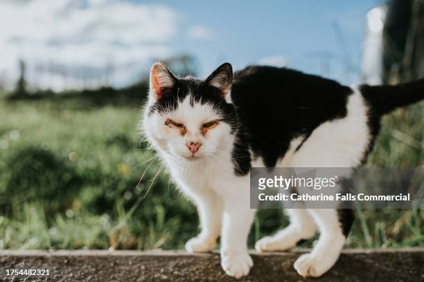 close-up of a cat with an eye infection - animal foot stock pictures, royalty-free photos & images