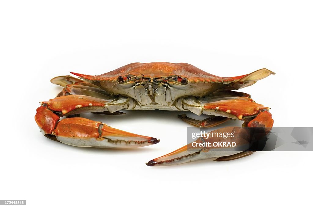 Cooked Blue Crab facing Camera on White Background