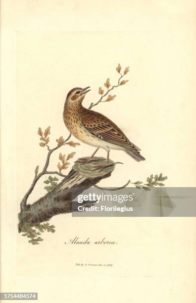 Wood lark, Lullula arborea. Handcoloured copperplate drawn and engraved by George Graves from his own 'British Ornithology,' Walworth, 1821. Graves...