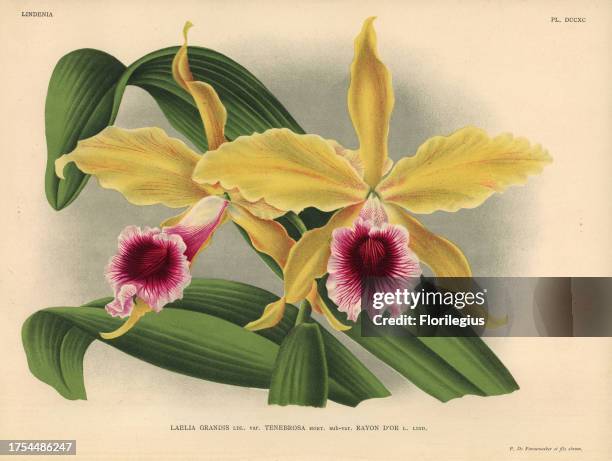 Rayon d'or sub-variety of Laelia grandis tenebrosa orchid. Illustration drawn by C. De Bruyne and chromolithographed by P. De Pannemaeker et fils...