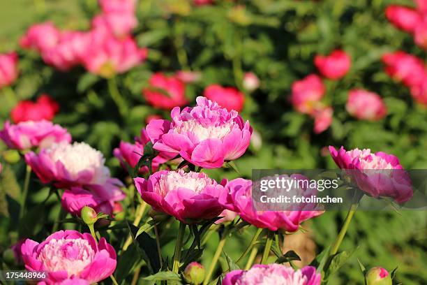 peonies - peony stock pictures, royalty-free photos & images
