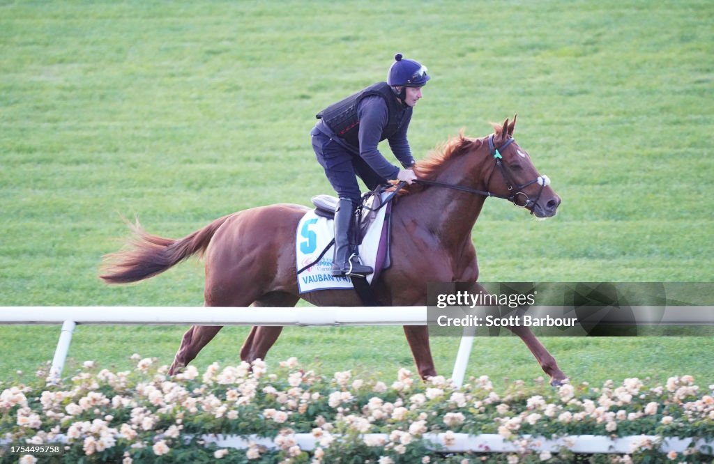 7 Spring Racing Vauban during Spring Racing Carnival Trackwork at Flemington... News ...