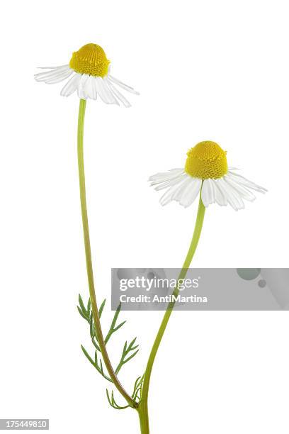 camomilla isolato su bianco - pianta di camomilla foto e immagini stock