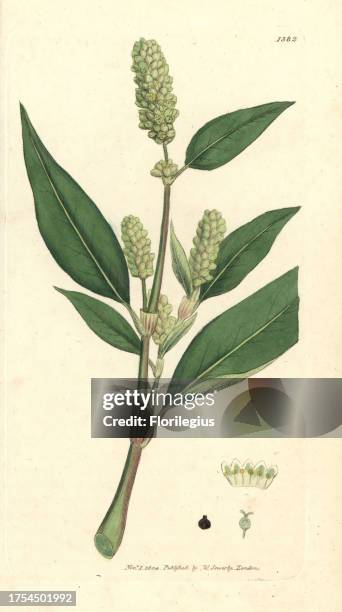 Curly-top knotweed, Polygonum lapathifolium. Handcoloured copperplate engraving from a drawing by James Sowerby for Smith's 'English Botany,' London,...