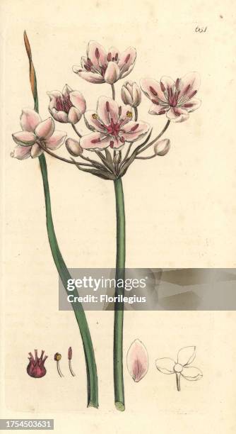 Flowering rush, Butomus umbellatus. Handcoloured copperplate engraving from a drawing by James Sowerby for Smith's 'English Botany,' London, 1798....