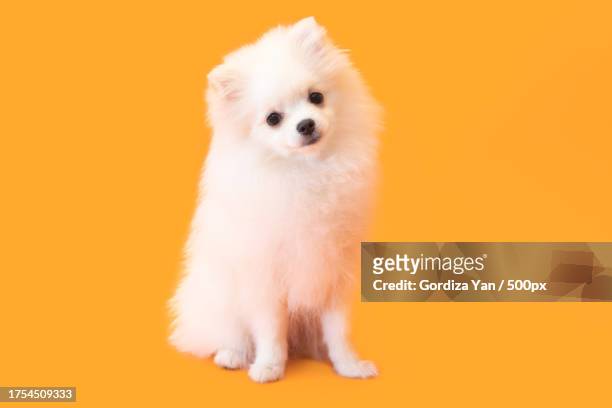dog breed spitz sits on an orange background - pomeranian stock pictures, royalty-free photos & images