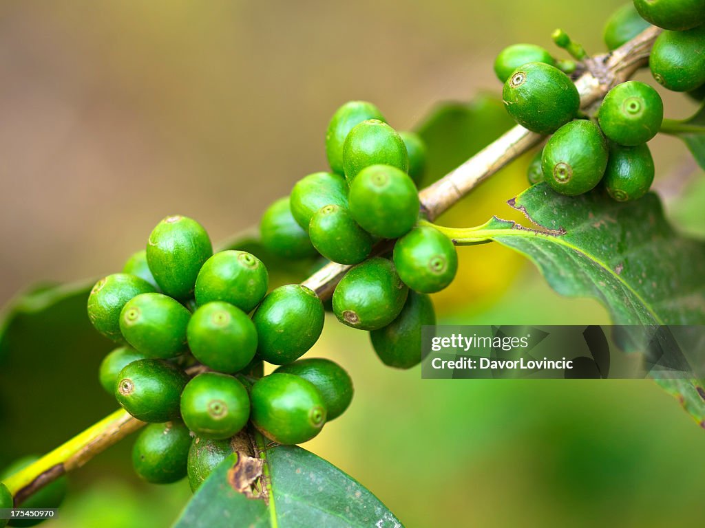 Close up of green coffee beans growing on plant