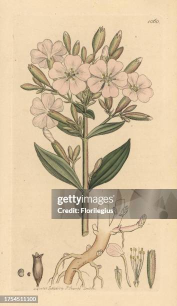 Soapwort, Saponaria officinalis. Handcoloured copperplate engraving from a drawing by James Sowerby for Smith's 'English Botany,' London, 1802....
