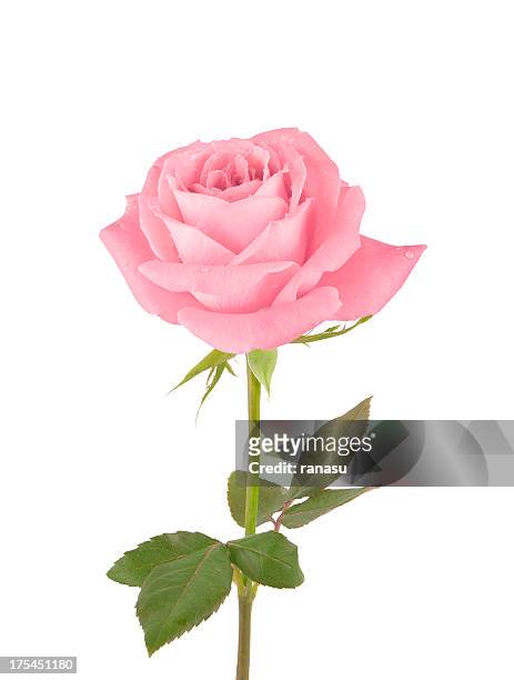 pink rose - rosa stock-fotos und bilder