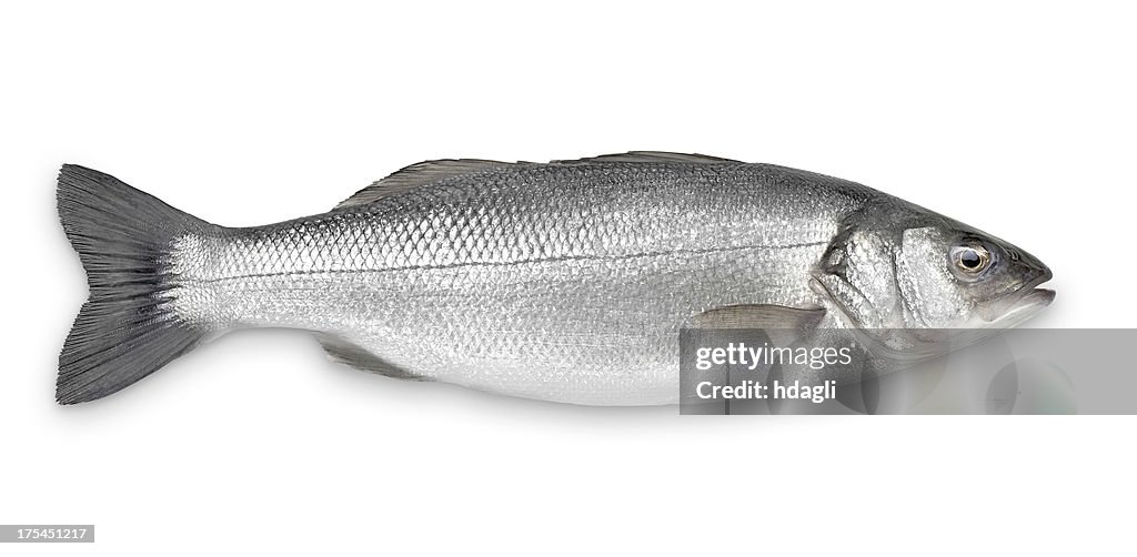 Sea Bass with Clipping Path