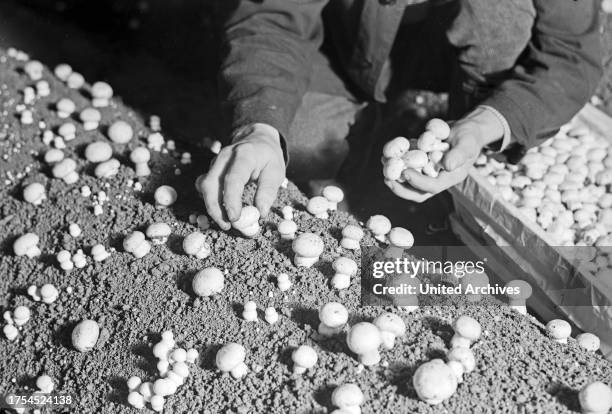 Harvesting button mushrooms near Kehl at river Rhine, Germany 1930s.