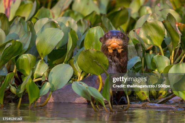 close-up of bird perching on plant - giant river otters stock pictures, royalty-free photos & images