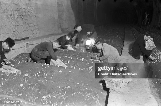 Harvesting button mushrooms near Kehl at river Rhine, Germany 1930s.