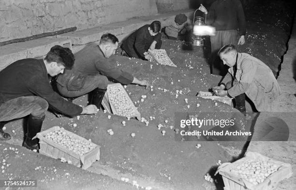 Harvesting button mushrooms near Kehl at river Rhine, Germany 1930s.