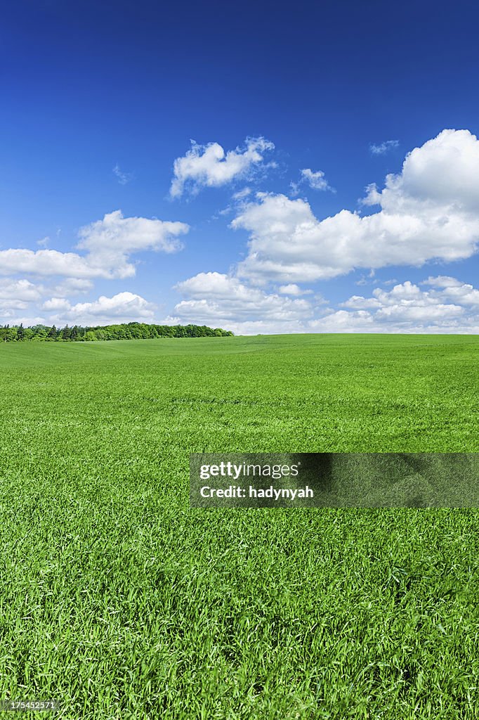 Panoramic spring landscape XXXXL 41 MPix- green field, blue sky