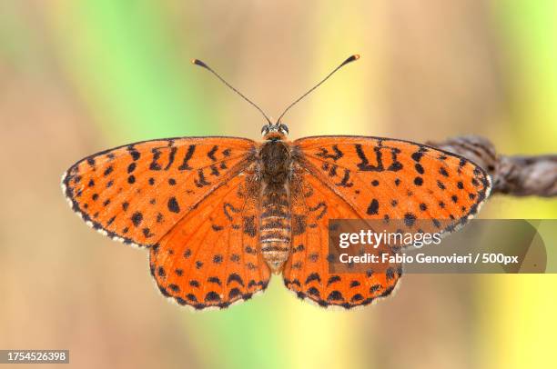 close-up of butterfly on leaf - orange butterfly stock pictures, royalty-free photos & images