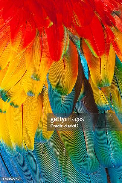 macaw feathers - feather stockfoto's en -beelden