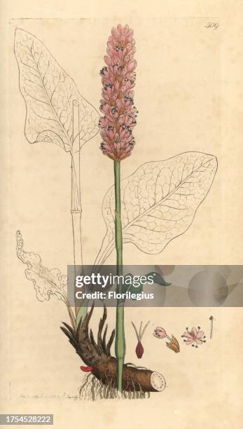 Bistort or snakeweed, Persicaria bistorta. Handcoloured copperplate engraving from a drawing by James Sowerby for Smith's 'English Botany,' London,...