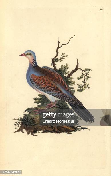 Turtle dove, Streptopelia turtur. Handcoloured copperplate drawn and engraved by Edward Donovan from his own 'Natural History of British Birds' ....