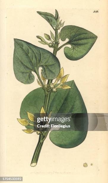 Common birthwort, Aristolochia clematitis. Handcoloured copperplate engraving from a drawing by James Sowerby for Smith's 'English Botany,' London,...
