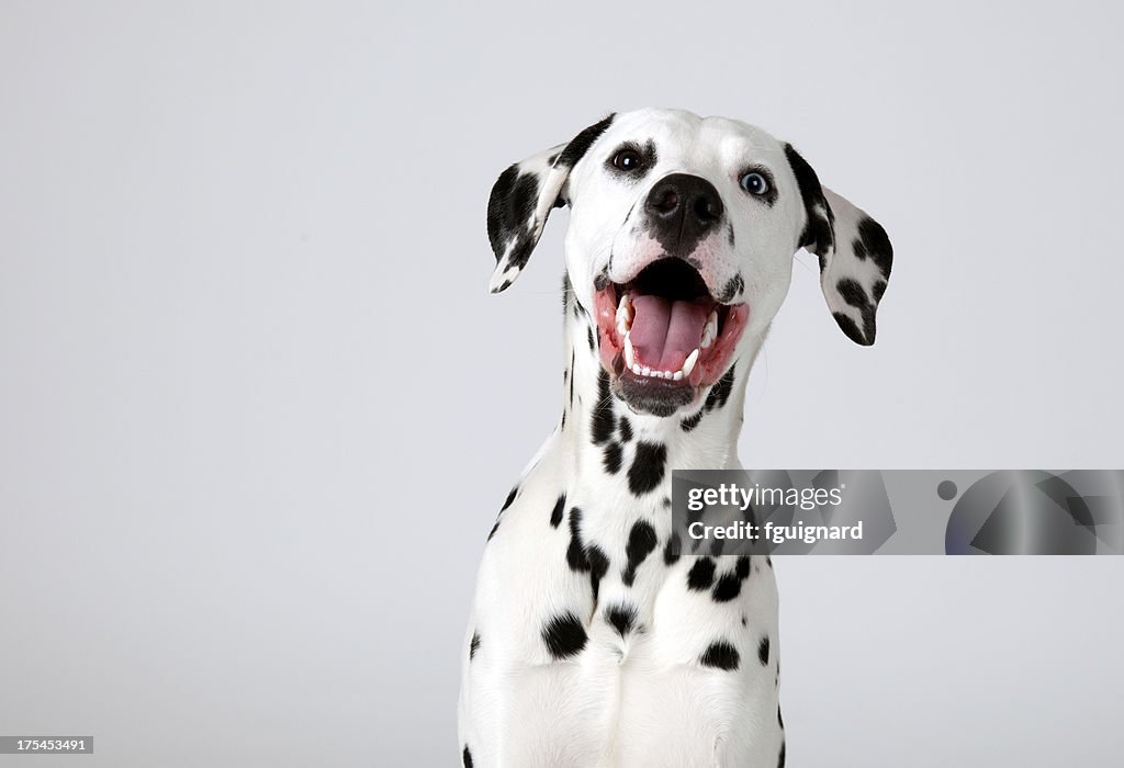 Dalmatien