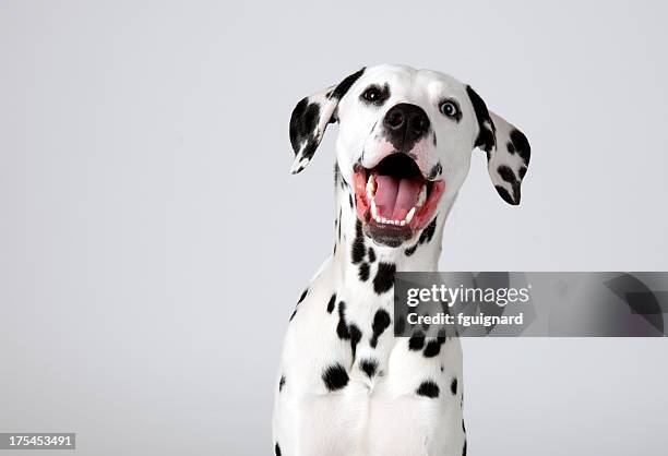 dalmatian - spotted dog stock pictures, royalty-free photos & images