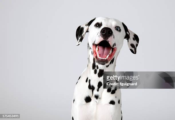 dalmatian - puppies 個照片及圖片檔