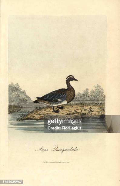 Garganey, Anas querquedula. Handcoloured copperplate drawn and engraved by George Graves from his own 'British Ornithology,' Walworth, 1812. Graves...