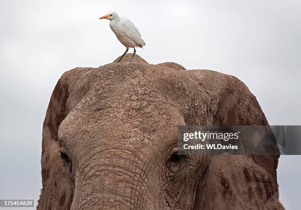 elefante e garça-branca-grande - symbiotic relationship imagens e fotografias de stock