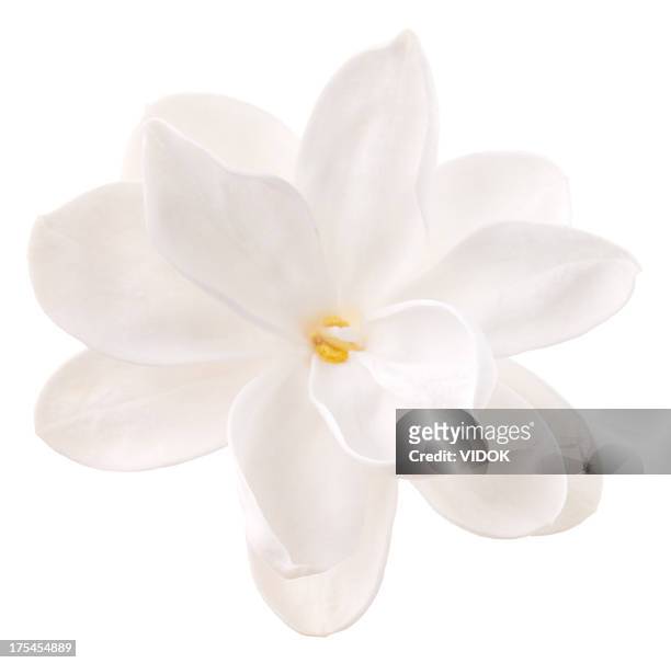 lila - flower petals fotografías e imágenes de stock