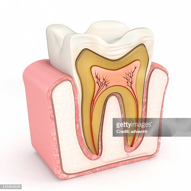 anatomie de la dent - gencive photos et images de collection