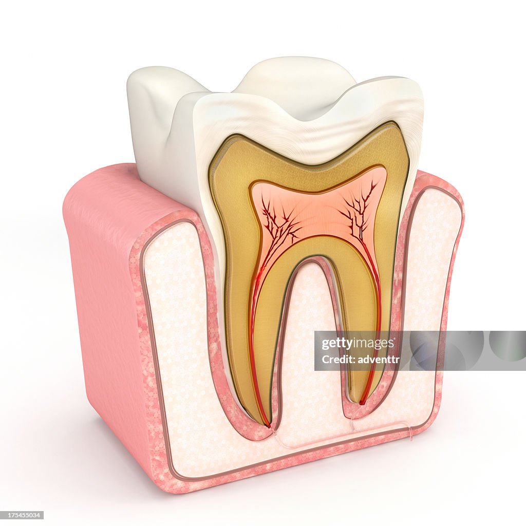 The anatomy of a tooth