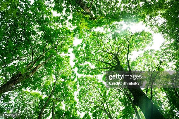 natur-nationalforst - baumkrone stock-fotos und bilder