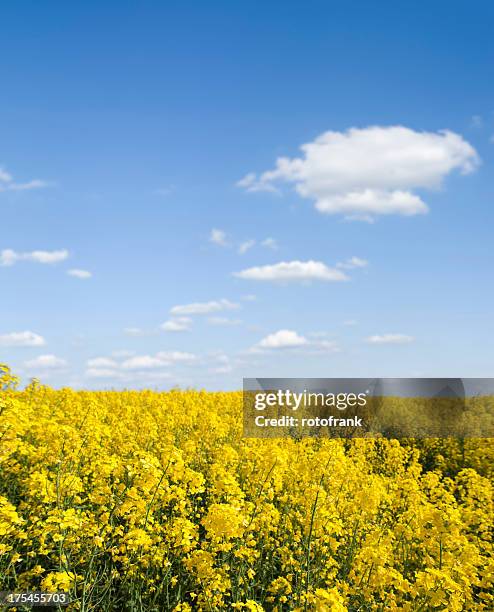 Canola Raps Raps Field Photos and Premium High Res Pictures - Getty Images