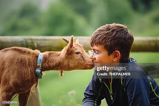 niño con bebé cabra - young animal fotografías e imágenes de stock