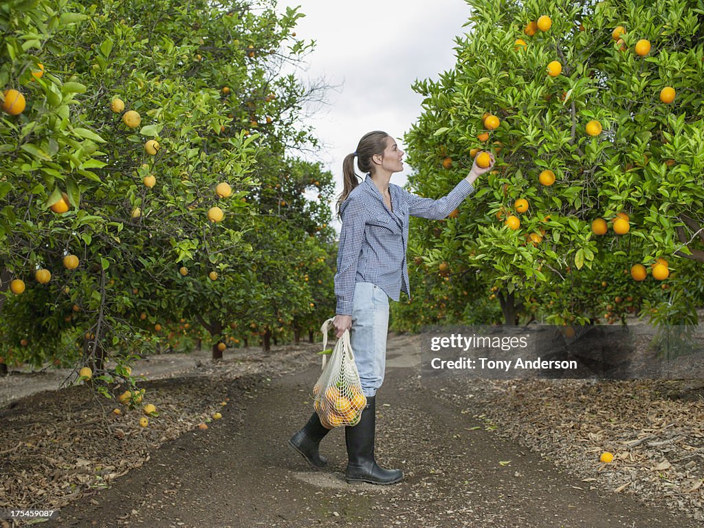 Woman harvesting oranges in grove