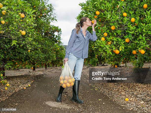 woman harvesting oranges in grove - orange orchard fotografías e imágenes de stock