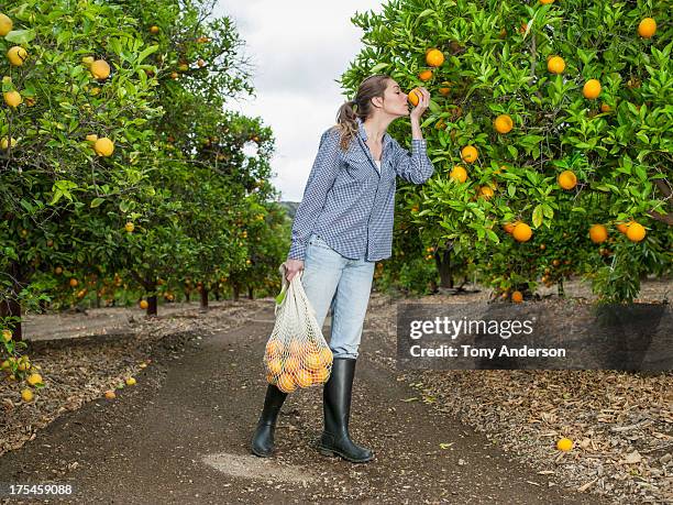 woman harvesting oranges in grove - orange orchard stock pictures, royalty-free photos & images