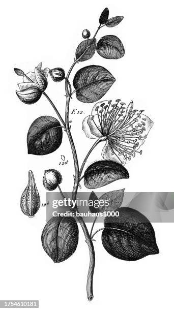 kapernpflanze: kulturpflanzen der ranunculaceae und anderer familien kupferstich antike illustration, veröffentlicht 1851 - poppy plant stock-grafiken, -clipart, -cartoons und -symbole