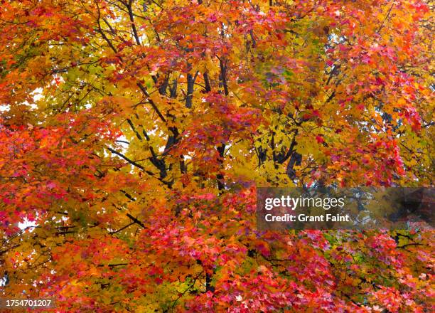 a maple leaf tree in fall. - greenwood stock pictures, royalty-free photos & images