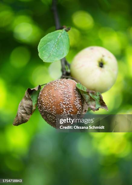 apple fruit damaged by pathogenic fungi and affected by monilosis left hanging on the branch of the apple tree. - planta com peste imagens e fotografias de stock