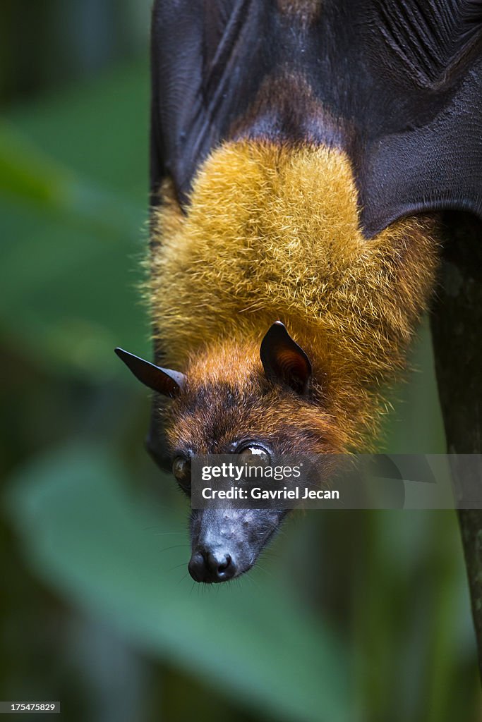 Giant Fruit Bat, Pteropus giganteus,