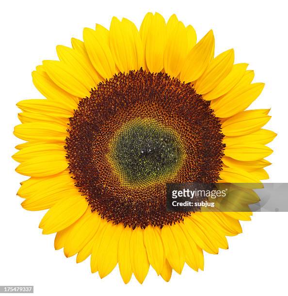sunflower xxxl - high section bildbanksfoton och bilder