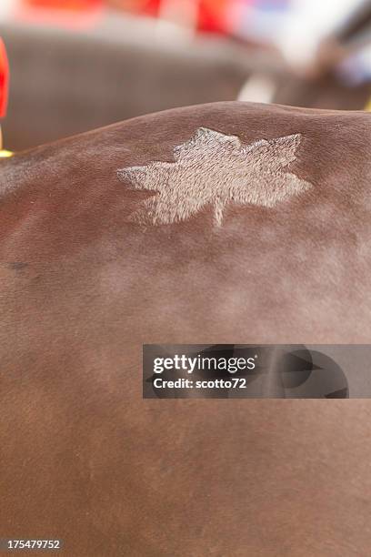 royal canadian mounted police - calgary stampede stock pictures, royalty-free photos & images