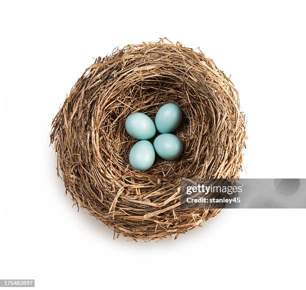 bird's nest mit vier blaue eier - nest stock-fotos und bilder