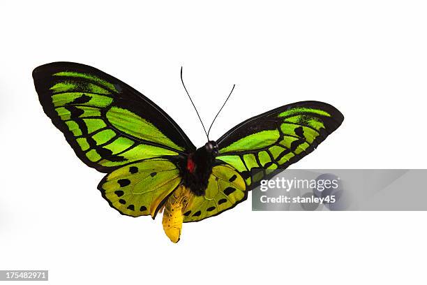 isolated close-up photograph of a green butterfly in flight - butterfly on white stockfoto's en -beelden