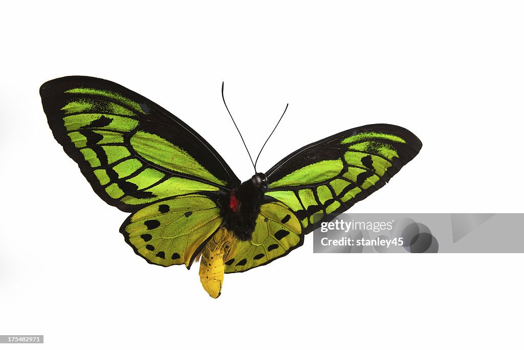 Isolated close-up photograph of a green butterfly in flight